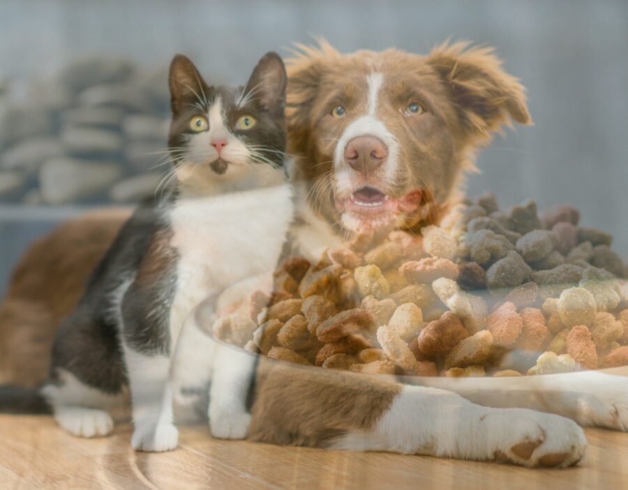 A black and white cat and a brown and white dog sit next to a bowl filled with dry pet food, with a glass reflection visible in the image.